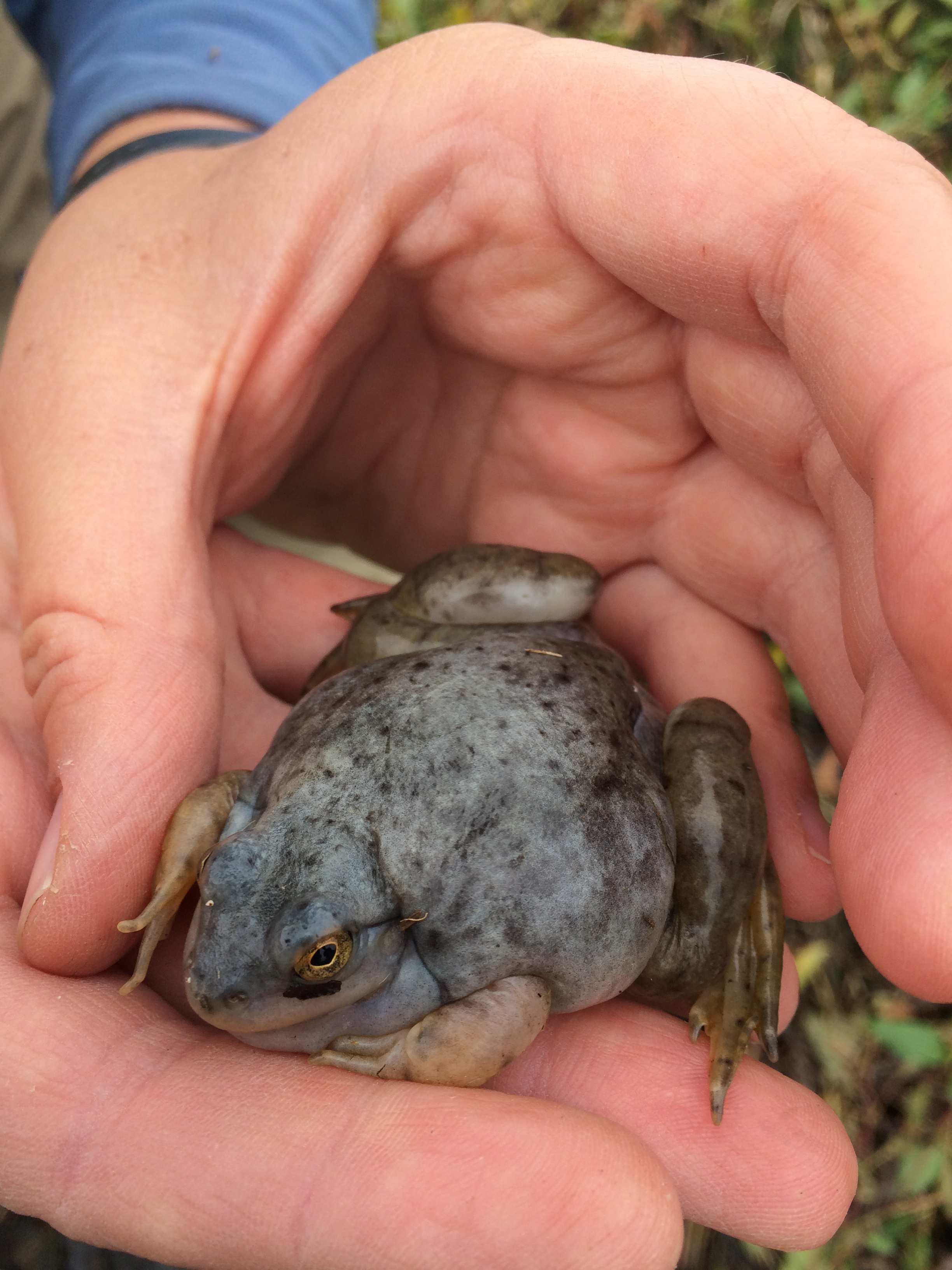 These blue colored frogs are thought to be a rare sight in the wild because their odd coloring makes them much more visible to predators | Iowa DNR